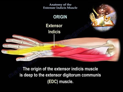 Anatomie du Muscle Extenseur de l'Index