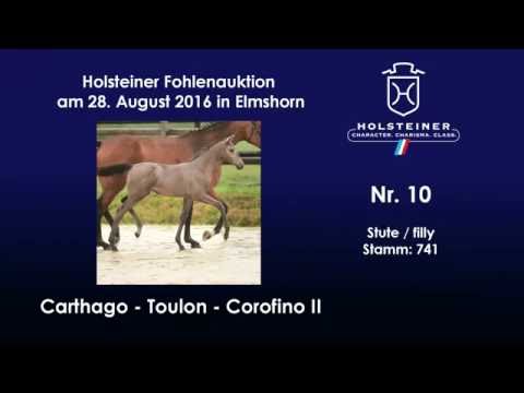 Holsteiner Fohlenauktion 2016 in Elmshorn - Nr. 10 v. Carthago - Toulon