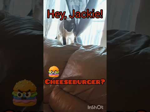 JACKIE CAN HAS CHEESEBURGER! 🍔 #cat #kitten #meow #siamese #dailyshorts #shorts #cute #pets #funny
