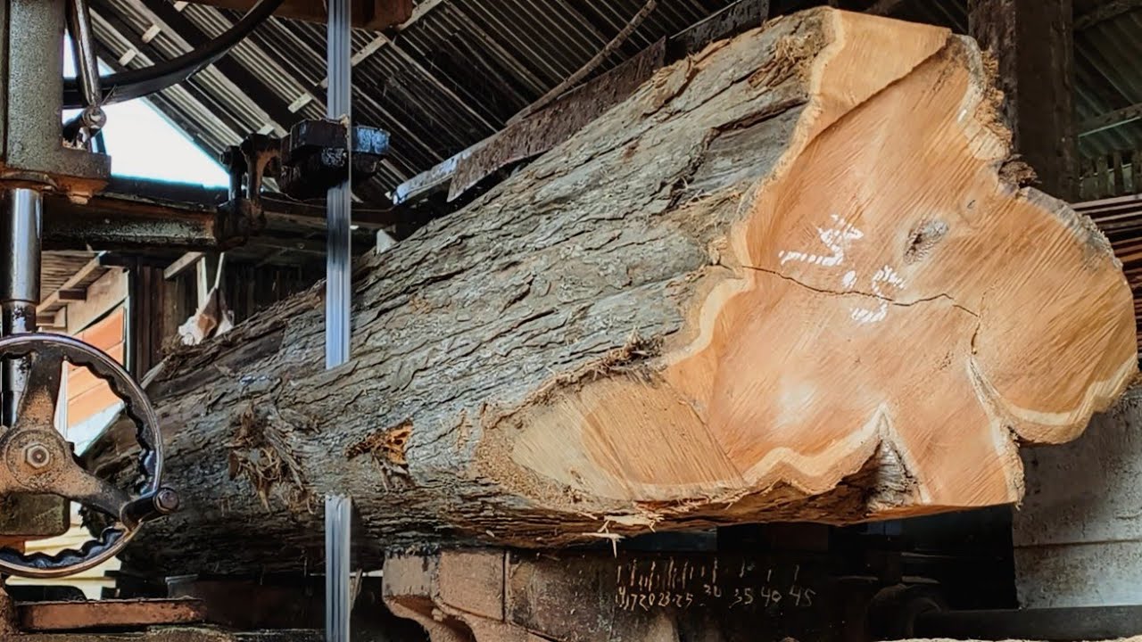 Sawing a big beautiful teak log
