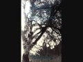 MOURNFUL CONGREGATION - Fading Light Of A ...