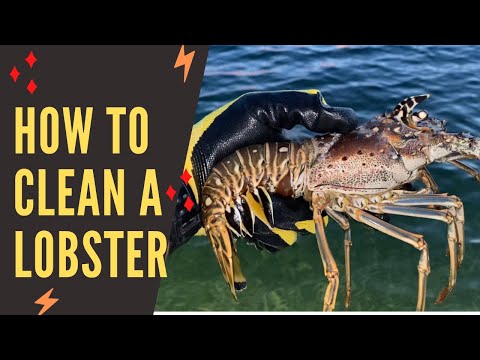 How To Clean A Spiny Lobster