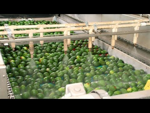 , title : 'Modern Farming Avocado Harvesting Technology & Automatic Fruit Agricultural Line Processing Machines'