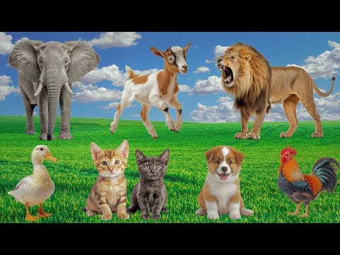 Animal Sounds: Dogs, Cats, Rosters, Cows, Sheep - Enjoy Cute Animal Moments vol.2
