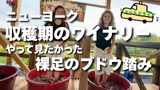 裸足のぶどう踏み✨ニューヨーク収穫期真っ只中✨ワイン収穫✨✨