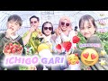 ALL YOU CAN EAT ️ ICHIGO GARI AT TOTORI KEN