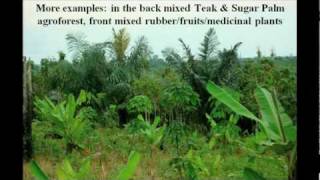 How Willie Smits regenerates a rain forest