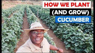 Vegetable Farming in Zambia: Sowing, Growing and First Harvest of our Cucumber Crop on Riverside 4