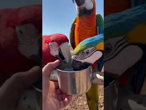 La belleza del Guacamayo