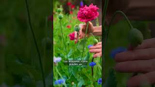Video de Sistema Pradera | Pack de 6