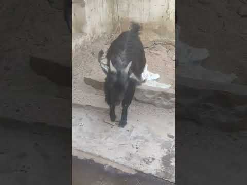 #goat #viralvideo #shortvideo #dance #fan #ran #anime #formingtooling #klif #crazyxyz viral video