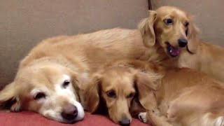 3 Cute Dachshunds Squeeze Sleep with Golden Retriever on Sofa!