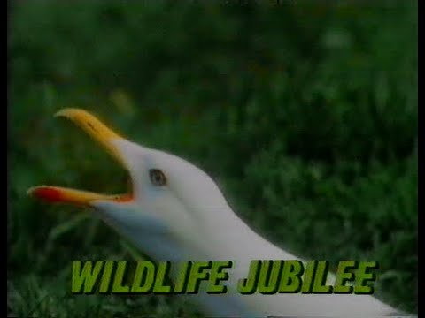 Monday 31st May 1982 BBC1 - Wildlife Jubilee - Night of One Hundred Stars - Rare Domestic Recording
