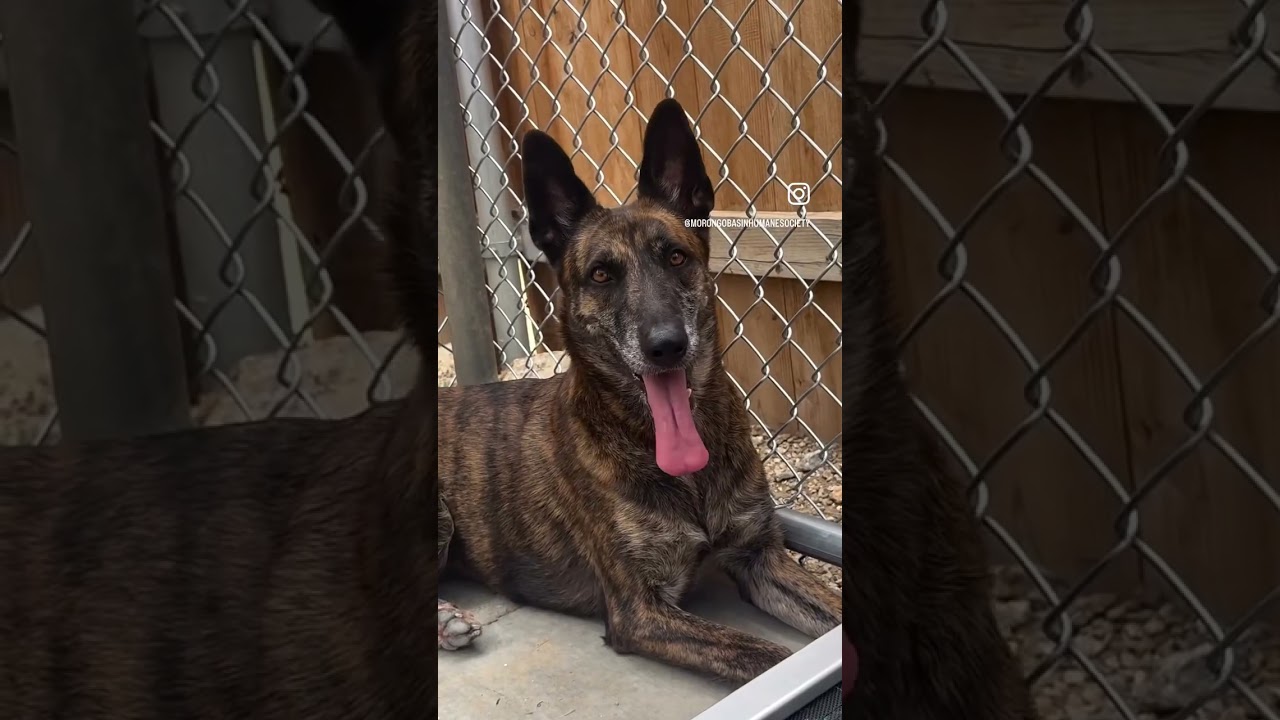 EVIE, a ADOPTABLE mixed breed in Joshua Tree, CA video 2/2