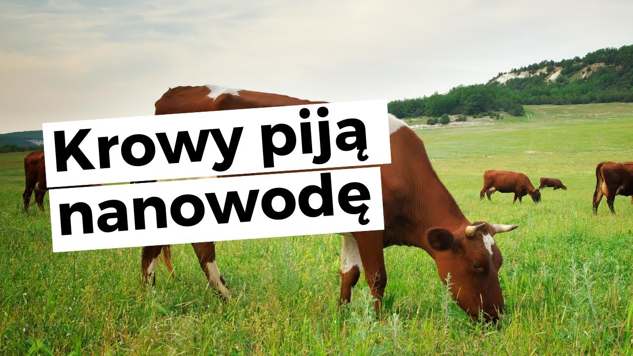 The cows are drinking nanowater