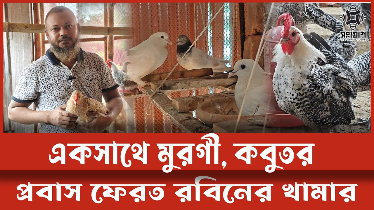 প্রবাস ফেরত রবিনের খামারে সাফল্যের অজানা গল্প!