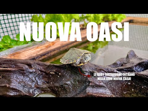LA NUOVA CASA PER LE TARTARUGHE D'ACQUA DOLCE! | *Undici Giga*
