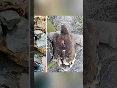 The GPS device that was on an eagle for 20 years | The Eagle Facts are Shocking!