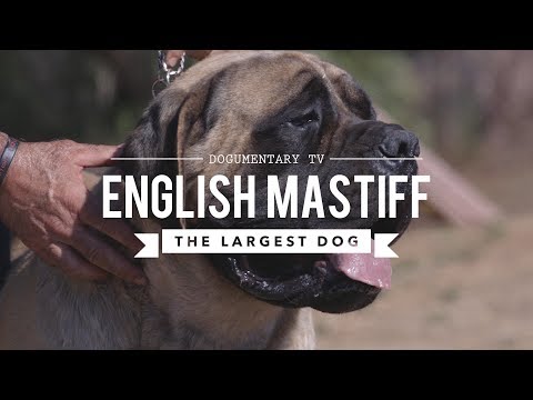 image-How much is a purebred English mastiff?