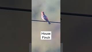 Download lagu House Finch bernyanyi sepenuh hati mp3 Download lagu House Finch bernyanyi sepenuh hati mp3
