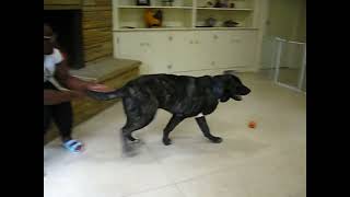 Video preview image #1 Golden Labrador Puppy For Sale in Germanton, TN, USA