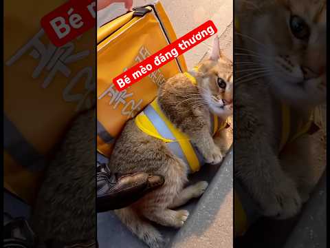 Bé mèo đáng thương biết khóc #relatable #trending #cat #cute