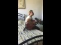 Beyonce - كوسا و ورق دوالي Crazy In love Arabic - Translated ...