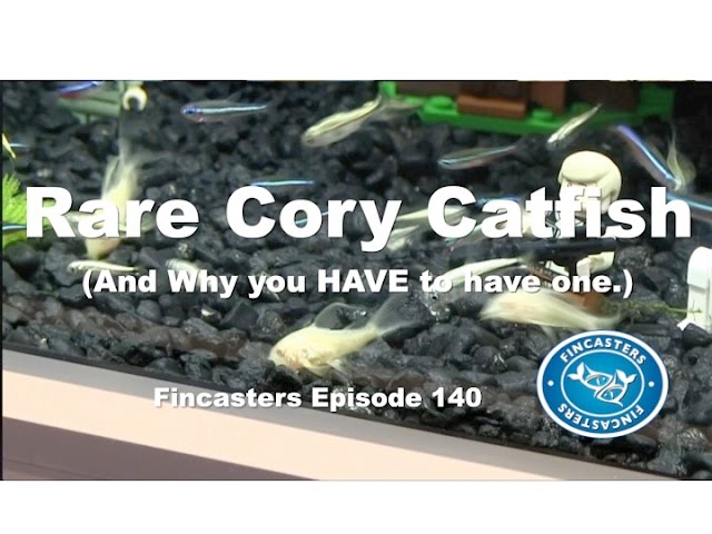 Rare Cory Catfish Fincasters Episode 140