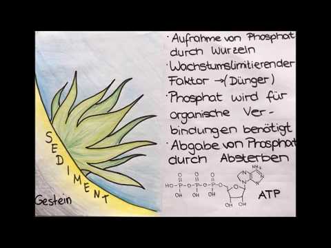 Der Phosphorkreislauf