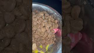 Download lagu Best feed for Pitbulls Orijen regional red and Raw #apbt #orijen #shortvideo #pitbull #workingdog mp3