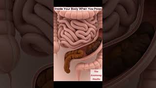 Download lagu What Happens Inside Your Body When You Poop | Digestive System | Anatomy mp3 Download lagu What Happens Inside Your Body When You Poop | Digestive System | Anatomy mp3