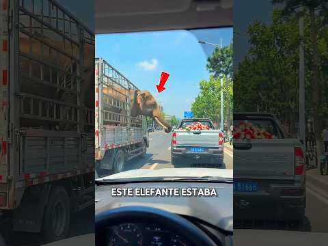 Cuando un elefante hizo un regalo encantador 🐘#shortvideo