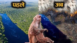 हमारा अंत करीब, धरती के फेफड़े जल