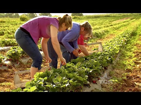 download lagu mp3 mp4 Poteet Strawberry Festival, download lagu Poteet Strawberry Festival gratis, unduh video klip Poteet Strawberry Festival
