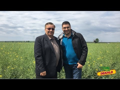 Rapita DEKALB in ferma II DUMITRU VISAN