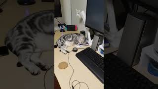 #寝ています#寝ている猫
