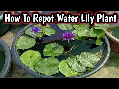 How To Repot Water Lily Plant #waterlilyplant #waterlily #lotus
