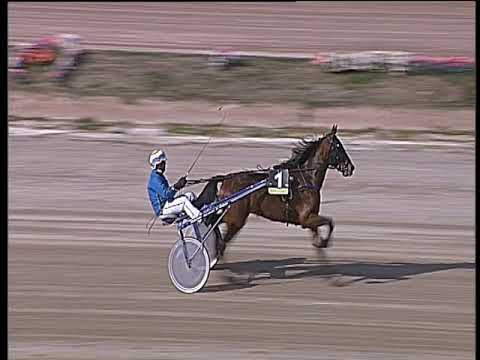 Trotto 08/03/2019 - prova di qualifica