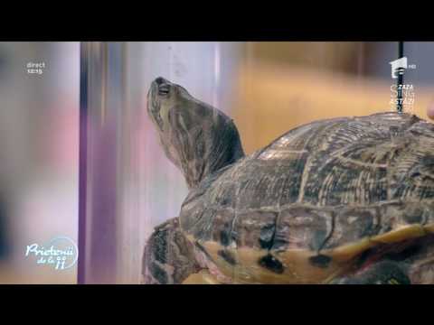cum să faci țestoasa să piardă în greutate