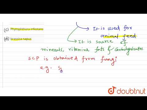 Fungus used for commercial production of SCP is