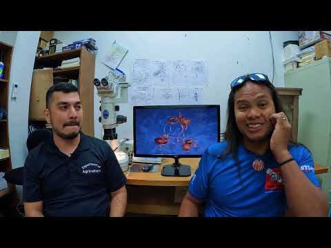 The Guam Guy Podcast (Episode 7): Little Fire Ant, Big Problem