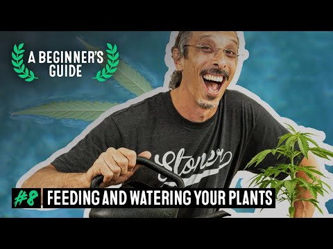 , title : 'How to Feed and Water Cannabis Plants - A Beginner’s Guide with Kyle Kushman #8'