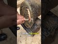 Giving an elephant a pedicure!#shorts #animals #wildlife