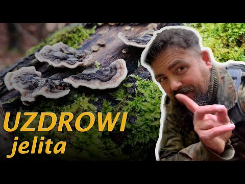 Trametes versicolor - the mighty one among medicinal mushrooms