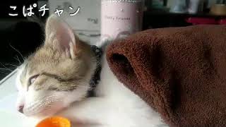 【子猫】part24ちょこの寝顔？特集だよ！