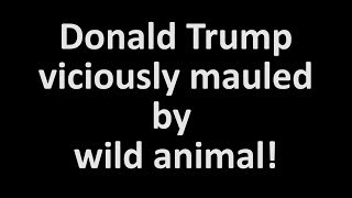 Donald Trump viciously mauled by wild animal!