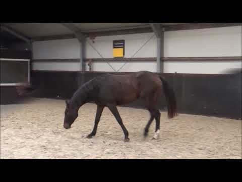 (Sold Poland) Mare, born 2016 by Cornet Obolensky x Carambole x Guidam