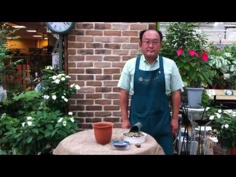 園芸 黄色のリコリス、黄色の曼珠沙華