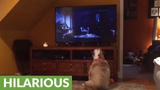 Bulldog takes on one of horror's scariest monsters!