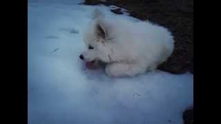 Baby samoyed playing in snow